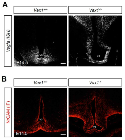 Vax1-KO 생쥐 뇌 중간선 유전자 발현 양상. Vax1-KO 생쥐에서 나타난 시신경 축삭의 중간선 성장 이상의 원인이 중간선에서 발현되는 축삭 성장 유도 유전자인 Vegfa와 NrCAM의 발현 저하에 의한 것인지를 증명하기 위해 이들의 발현 여부를 Vegfa에 대한 in situ RNA hybridization (ISH)와 NrCAM에 대한 면역형광염색으로 조사함
