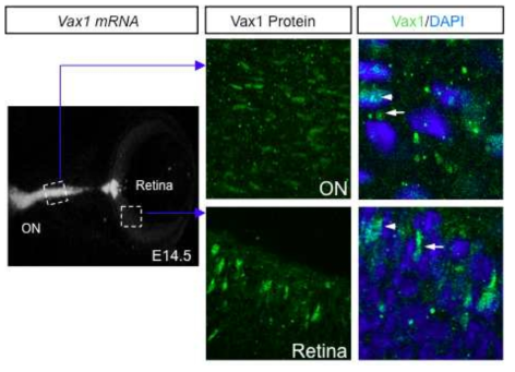 Vax1 mRNA와 단백질 분포 차이. 수정 후 14.5일 생쥐 배아 눈의 종단면에서 Vax1 mRNA의 발현은 주로 시신경 (optic nerve)과 망막-시신경 경계부인 optic disc head에 집중되어 ganglion cell (RGC) 축삭의 성장을 조절하는 것으로 알려 져 있다. 하지만, 전혀 Vax1 mRNA가 발현되지않는 것으로 알려진 망막 내 RGC 에서도 Vax1 단백질이 세포핵(화살표 머리)은 물론 세포질(화살표)에도 존재하는 것을 알 수 있다