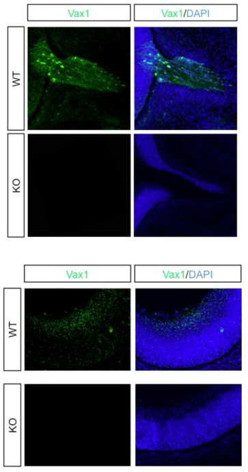 정상 및 Vax1-KO 생쥐 망막에서 Vax1의 분포. 수정 후 14.5일 정상 (WT) 및 Vax1 결핍(VAX1-KO) 배아 뇌절편을 Vax1 항체로 면역형광 염색하여 Vax1 결핍 배아 시신경에서는 전혀 Vax1 면역형광염색 신호가 나오지 않음을 증명함으로써 그림9에서 이용한 Vax1 항체가 비특이적으로 세포 내 단백질을 인식하는 것이 아님을 확인함