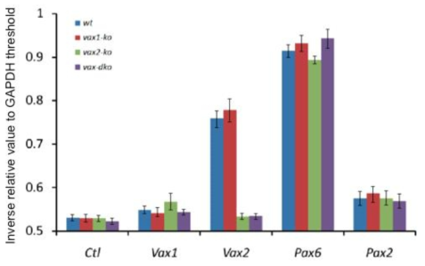생쥐 망막에서 Vax1 mRNA 발현 검사. 수정 후 14.5일 정상 (wt), Vax1 결핍 (vax1-ko), Vax2 결핍 (vax2-ko), Vax1과 Vax2 공동 결핍 (vax-dko) 생쥐 망막에서 RNA를 분리 후 RT-qPCR을 통해 Vax1, Vax2, Pax6, Pax6, Pax2 mRNA의 양을 측정 후 이 값을 GAPDH PCR product에 대한 상대적 양으로 변환 후 상호 비교함. 그 결과 정상 망막에서의 Vax1 양이 Vax1이 결핍된 망막에서의 Vax1 양과 비교해 거의 차이가 없는 것으로 보아, 망막 내 미세한 양의 Vax1 mRNA에서 합성된 Vax1이 단백질이 그림 7에서 면역형광 염색에서 나타난 결과가 아님을 증명함
