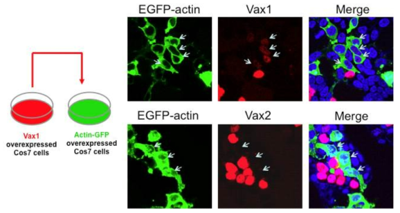 Vax1의 세포 간 이동. Myc-Vax1 또는 Myc-Vax2를 각각 COS7 세포에 발현하고 이 세포들을 Actin-EGFP를 발현하는 COS7 세포와 섞어서 24시간 동안 배양 후 Actin-EGFP를 발현하는 세포에 Vax1 또는 Vax2의 존재 여부를 면역형광염색으로 조사함. Vax1을 발현하는 세포와 공동 배양한 Actin-EGFP COS7 세포들 중 일부는 Vax1을 포함하고 있는 반면, Vax2를 발현하는 세포와 공동 배양한 Actin-EGFP COS7 세포들은 전혀 Vax2를 포함하고 있지 않았다. 이 결과는 Vax1이 특이적으로 주변 세포로 이동할 수 있는 특징을 가지고 있음을 시사한다