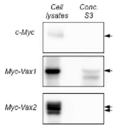 Vax1의 세포 외부 분비. Myc, Myc-Vax1 또는 Myc-Vax2을 293T에 발현 후 세포 배양액을 단계적 원심분리를 통하여 분리한 배양액 S3 분획을 SDS-PAGE와 Western blot을 이용해 배양액 내에 존재하는 Myc-Vax1과 Myc-Vax2의 양을 비교함. 세포 간 이동이 가능한 것으로 확인된 Vax1은 세포 배양액에서 검출되었지만, 세포 간 이동이 불가능하였던 Vax2는 세포 배양액에서도 검출되지 않았다