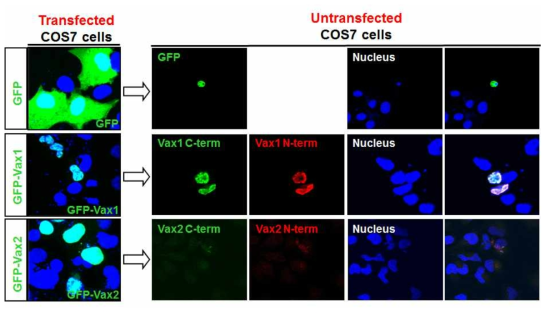 Vax1 단백질의 세포 침투. 세포 배양액으로 이동이 가능하였던 Vax1의 경우, Vax1-293T 세포 배양액을 Vax1을 발현하지 않는 COS7 세포에 처리 시 세포 내부로 이동하여 핵에서 관찰이 됨. 이와는 달리 Vax2의 경우는 COS7 세포에 처리 시 거의 이동을 하지 않거나 극히 일부세포에서 약하게 관찰이 됨