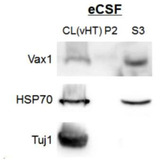 Vax1 단백질의 뇌척수액 분비. 수정 후 14.5일 생쥐 lateral ventricle에 미세관을 주입하여 뇌척수액 (cerebral spinal fluid)을 추출함. 추출된 뇌척수액을 단계적 원심분리법을 통해 세포를 제거한 상등액 (S3)에서 Vax1의 존재 여부를 Western blot으로 조사함. 그 결과 Vax1이 뇌척수액에 유의할 만한 수준으로 분포함을 확인함. 뇌척수액의 마커로 HSP70을 사용했고, 세포질 마커로 tubulin beta-III에 대한 항체 (Tuj1)을 사용함