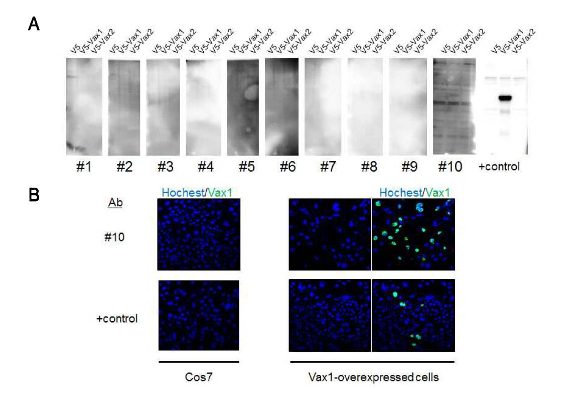 Vax1 단일항체 제작을 위한 생쥐 혈청 테스트 결과. (A) Vax1 N-말단을 항원을 주입한 생쥐에서 분리한 생쥐 백혈구에서 유도된 hybridoma 세포 배양액을 Western blot의 항체로 사용하여 Vax1과 Vax2를 발현하는 cell lysate 내에 존재하는 Vax1 단백질에 대한 특이성을 조사함. Positive control인 rabbit polyclonal antibody에 비해 상대적으로 낮은 titer 때문에 약하게 10번 클론에서 신호가 확인됨. (B) Western blot에서 신호가 확인된 10번 클론이 denature된 단백질 보다 정상적 구조의 Vax1 단백질에 대한 특이성이 높은지를 확인하기 위해 면역형광염색을 통해 조사한 결과 rabbit polyclonal antibody 보다도 더 높은 신호를 보였다. 이를 통해 10번 클론은 정상 구조의 Vax1 단백질을 인식하는 특징이 있으므로, 향후 생체 내에서 정상적 구조의 Vax1 단백질의 작용을 저해할 목적으로 사용이 가능하다는 결론을 얻었음. 현재 FRL에서 Vax1-mAb10 clone을 이용하여 single chain IgG (scIgG) 유전자를 cloning 하려고 함. Vax1-scIgG 유전자가 확보되면 이를 생쥐에 RGC에 발현하여 RGC 외부에 분포하는 Vax1 단백질의 기능을 저하하여 RGC 성장 이상 여부를 관찰할 예정임