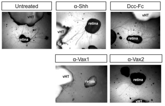 vHT에서 발현되며 각각 Vax1의 upstream과 downstream에 위치하며, 망막 RGC 성장 촉진 효과가 있는 것으로 알려진 Shh와 Netrin이 실재로 vHT로의 RGC axon 성장에 어떤 기여를 하는지를 조사하기 위하여, vHT와 망막 공동배양액에 Shh 항체 (a-Shh)와 Netrin 수용체인 Dcc의 extracellular domain에 human immunoglobulin 유전자의 Fc 부위를 연결하여 제작한 DCC-FC를 각각 처리하여 RGC axon에 존재하는 Shh 수용체와 Netrin 수용체가 Shh 및 Netrin과 결합을 하지 못하도록 유도함. 그 결과, Shh 항체나 DCC-FC 모두 vHT에 대한 RGC axon의 성장을 저해하지 못함. 따라서, Shh나 Netrin이 vHT에 대한 RGC axon 성장에 필수적인 역할을 하는 인자는 아님을 확인함