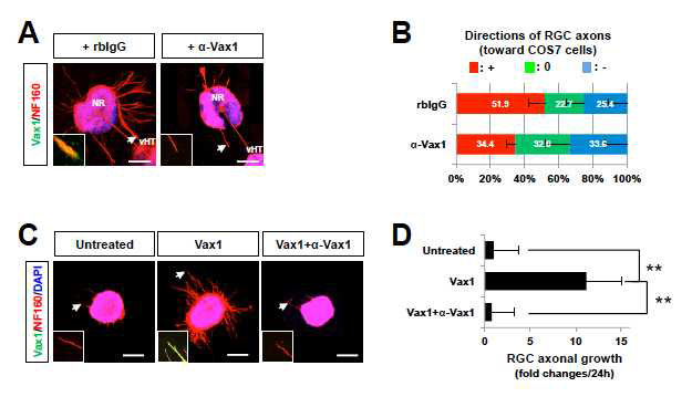 세포 외부 Vax1 단백질의 망막 신경 축삭 성장 유도 효과. (A,B) 기존 연구를 통해 확인한 세포 외부로 분비되는 Vax1 단백질이 망막 신경 성장 작용을 유도할 수 있는지를 직접 확인하기 위해 GST-표지가 된 Vax1 단백질을 생쥐 망막 배양액에 처리한 후 망막 축삭의 성장을 조사함. 그 결과 외부에서 추가한 Vax1 단백질은 망막 신경 축삭 내부로 침투할 수 있음을 면역형광염색으로 확인함. 이러한 Vax1의 망막 신경 축삭으로의 이동은 Vax1 항체를 이용해 Vax1을 항체와 복합체로 만든 경우는 억제가 되는 것으로 보아 Vax1의 망막 신경 침투는 Vax1 단백질 자체의 효과이며, 특정 Vax1 단백질의 3차원적 구조가 필요한 것으로 이에 필요한 것으로 확인됨. (C,D) 이러한 Vax1 단백질의 망막 신경 축삭으로의 이동과 축삭 성장 유도 효과는 재조합 단백질만이 가지는 기능이 아니라 vHT에서 발현되는 생체 내 Vax1 단백질 또한 동일한 활성이 있음을 증명하기 위해 vHT와 망막의 공동 배양액에 Vax1 항체를 추가한 결과 Vax1의 망막 신경 축삭으로의 이동과 축삭의 성장 모두 억제됨을 알 수 있음