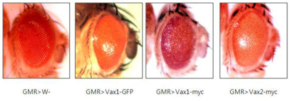 Vax1 발현에 의한 초파리 눈 발생 이상. GMR-gal4 driver를 이용해 초파리 눈에서 Vax1과 Vax2를 발현한 결과 생쥐를 비롯한 척추동물에서와 마찬가지로 정상적인 시신경발달을 억제하는 것으로 드러났다. 이러한 효과는 Vax1 및 Vax2 단백질에 의한 초파리 Pax6 homolog인 twin of eyeless (toy)의 기능 억제로 예상됨