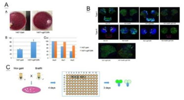 cg9327 RNAi 에 의한 뇌암의 억제 및 케미칼 스크리닝