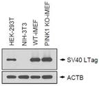 불멸화 시킨 정상 (WT-iMEF) 및 PINK1 녹아웃 (PINK1 KO-iMEF) 세포주에서 SV40 LTag 단백질의 발현 조사