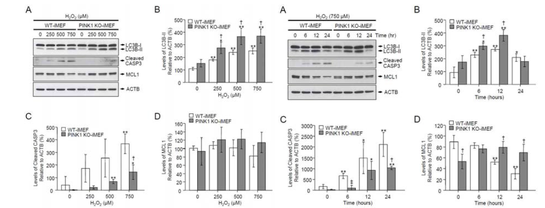 H2O2를 이용한 산화적 스트레스 하에서 정상 및 PINK1 녹아웃 세포주의 autophagy 및 apoptosis의 변화. 두 세포주에 H2O2를 여러 농도별로 6시간 동안 처리한 후 (왼쪽 A-D) 그리고 750 uM H2O2를 0, 6, 12, 24시간 동안 처리한 후 (오른쪽 A-D) LC3B, cleaved CASP3, MCL1의 항체를 이용해 웨스턴 블럿을 수행함