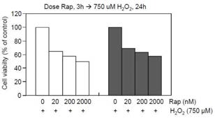 H2O2를 이용한 산화적 스트레스 하에서 autophagy 촉진제의 효과. 두 세포주에 rapamycin을 농도별로 전 처리하고 750 uM H2O2를 24시간 동안 처리한 후 세포 생존률 조사