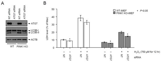 Autophagy 관련 유전자인 ATG7을 녹다운 시켜 H2O2를 이용한 산화적 스트레스 하에서 autophagy 역할 조사. 두 세포주에 siATG7을 이용해 녹다운 시킨 후 750uM H2O2를 12시간동안 처리한 후 세포 생존율 조사