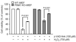 H2O2를 이용한 산화적 스트레스 하에서 pan-caspase inhibitor인 z-VAD-fmk의 효과. 두 세포주에 100 uM z-VAD-fmk를 1시간 동안 전 처리 후 750 uM H2O2를 24시간 동안 처리한 후 세포 생존율 조사