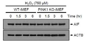 H2O2를 이용한 산화적 스트레스 하에서 caspase-independent apoptosis의 변화. 두 세포주에 750 uM H2O2를 0, 1.5, 3, 6시간 동안 처리한 후 AIF 항체를 이용해 웨스턴 블럿을 수행함