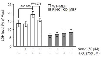 H2O2를 이용한 산화적 스트레스 하에서 Necrostatin-1 (Nec-1)의 효과. 두 세포주에 50 uM Nec-1을 1시간 동안 전 처리하고 750 uM H2O2를 6시간 동안 처리한 후 LDH cytotoxicity assay를 이용해 세포사멸 조사