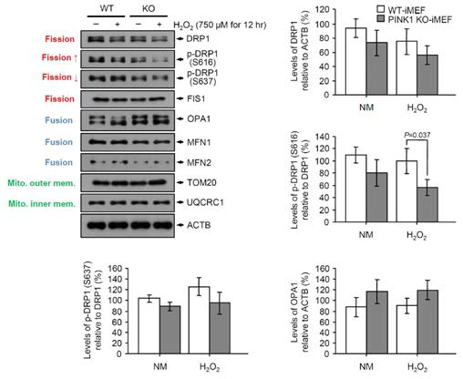 H2O2를 이용한 산화적 스트레스 하에서 정상 및 PINK1 녹아웃 세포주에서 mitochondrial dynamics 와 mitophagy의 변화. 두 세포주에 750 uM H2O2를 12시간 동안 처리한 후 미토콘드리아 분열 표지 단백질들 (DRP1, p-DRP1 (Ser616), p-DRP1 (Ser637), FIS1)과 미토콘드리아 융합 (fusion) 표지 단백질들(OPA1, MFN1, MFN2) 그리고 미토콘드리아 구조단백질들 (TOM20, UQCRC1)의 항체를 이용해 웨스턴 블럿을 수행함
