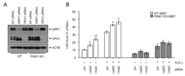 미토콘드리아 분열 또는 융합 유전자를 각각 녹다운 시켜 산화적 스트레스 하에서 mitochondrial dynamics 단백질들의 역할 조사. 두 세포주에 siDRP1 또는 siOPA1을 이용해 녹다운 시킨 후 750 uM H2O2를 12시간 동안 처리한 후 세포사멸 조사