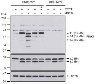 PINK1 녹아웃 세포주에서 PINK1 단백질이 과발현 세포주 (PINK1-WT)와 PINK1 녹아웃 세포주에 벡터 유전자만을 형질도입시킨 세포주 (PINK1-KO)를 이용하여 PINK1 단백질의 세포 내 축적 특성 및 autophagy의 변화를 분석. 두 세포주에 50 uM CCCP 또는 10 uM MG132를 3시간 동안 처리한 후 PINK1 및 LC3B 항체를 이용해 웨스턴 블럿을 수행함