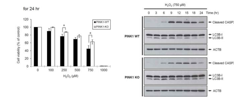 H2O2를 이용한 산화적 스트레스 하에서 PINK1-WT와 PINK1-KO 세포주의 세포 생존율 (왼쪽 그림) 및 autophagy 및 apoptosis (오른쪽 그림)의 변화. H2O2를 여러 농도별로 24시간 동안 처리한 후 세포생존율 측정. 750 uM H2O2를 시간별로 처리한 후 LC3B, cleaved CASP3 항체를 이용해 웨스턴 블럿을 수행함