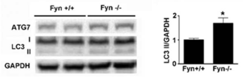 Fyn KO mice에서 Autophagy 변화