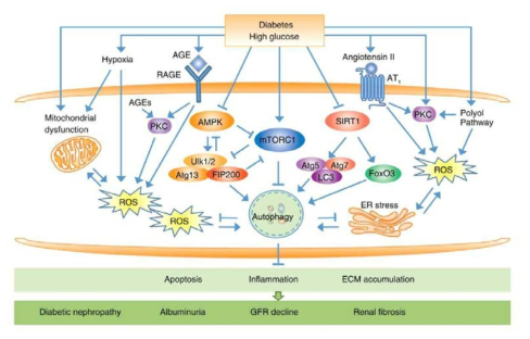 당뇨병성 신증의 병인에서 자가포식현상의 역할