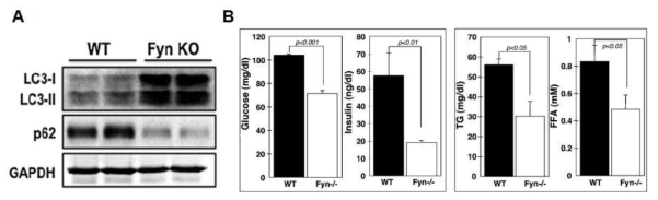 Fyn knockout mice 근육세포에서 autophagy(A)와 혈당, 지질의 변화(B)