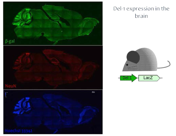 Del-1-LacZ reporter mouse를 이용하여 Del-1의 분포양상 확인. beta-galactosidase (β-gal)에 대한 면역염색 결과 Del-1은 뇌 전반적으로 발현하는 것을 확인하였고, 특히 해마와 소뇌에서의 발현이 두드러지는 것을 확인함. 또한 뉴런의 marker인 NeuN 면역염색을 통해 뉴런에서의 발현을 확인함