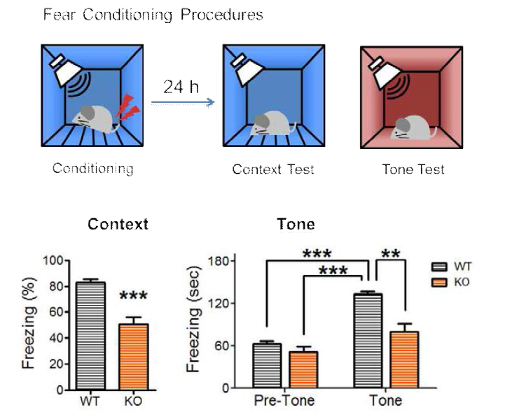 Del-1 knockout mice에서의 인지기능 저하. Del-1 knockout mice를 대상으로 fear conditioning 기 억력 검사를 실시, 재연성을 확인함. 세 차례 전기적 쇼크와 소리를 함께 제시하여 조건화 하고, 24시간 후에 동일 한 장소(context)에 동물을 노출시키면, knockout(KO)에서 freezing 반응이 wild type(WT)에 비해 유의하게 감소하는 것을 확인함. KO에서의 freezing 반응 감소는 기존에 노출된 적이 없는 장소에서 소리(tone)만 들려준 상황에서도 여전한 것을 확인함