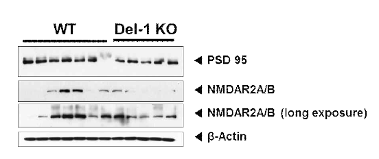 시냅스 관련 marker의 단백질 양적 감소 양상. 대표적인 시냅스 marker인 PSD95와 NMDAR2A/B가 knockout(KO)의 해마에서 다소 감소된 양상을 보임