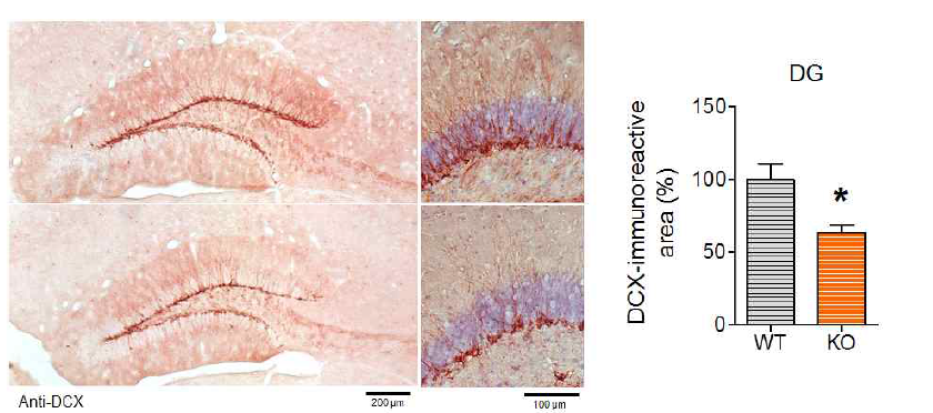 Del-1 knockout mice는 해마의 dentate gyrus (DG) 영역에서 현저히 저하된 doublecortin (DCX) 양성 염색 반응을 보임