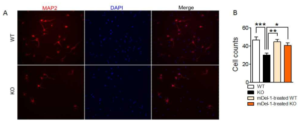 Del-1 knockout mice와 wild type mice로부터 neuron을 분리하여 배양한 후 신경세포의 성장을 관찰함. 시냅스가 형성된 것으로 알려진 배양 15일 차에 MAP2 면역 염색을 실시하여 neuron의 성장 정도를 관찰한 결과, Del-1 knockout mice는 세포성장과 분화가 현저히 떨어져 있는 것을 알 수 있음 (A). 배양한 neuron에 Del-1 재조합 단백질을 처리하면 neuron의 수가 유의하게 회복되는 것을 관찰할 수 있었음 (B)