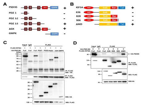 PSD-95와 키네신 간의 상호작용에 필요한 부위를 맵핑하기 위해 Co-IP assay를 수행함 (A,B) 상호작용을 위해서 사용된 돌연변이 (C) 상호작용에 필요한 PSD-95의 부위 (D) 상호작용에 필요한 키네신 부위