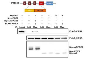 PSD-95의 ADPDZ3 도메인이 상호작용에 필요한 부위임