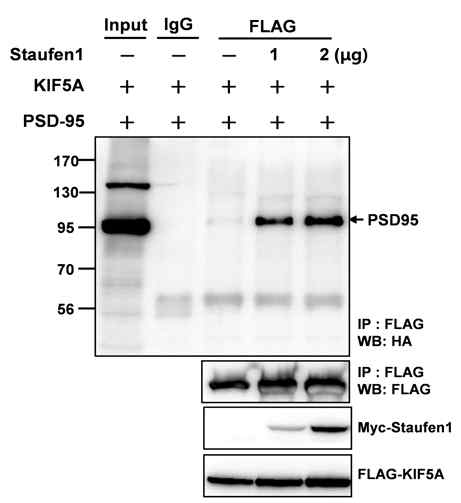 Staufen 링커단백질의 분리. 기존에 키네신 모터와 결합 단백질로 알려진 Staufen을 이용하여 PSD-95와 키네신 간의 상호작용을 확인함