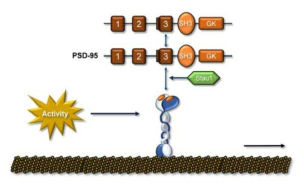 연구결과의 모식도: PSD-95의 키네신 모터단백질에 의한 이동과 Staufen의 역할