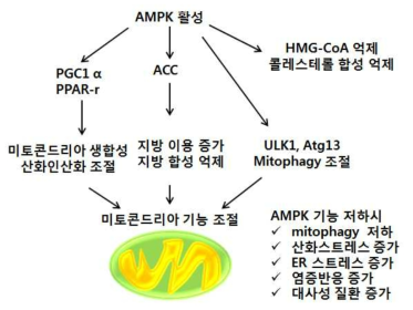 AMPK 의 미토콘드리아 및 에너지 조절 기전