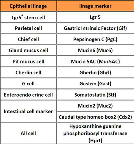 Gastric cell lineage markers