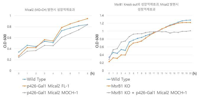 Yeast에 p426-Gal1 vector를 이용하여 Mical을 발현시킨 균주에 대한 growth curve, MsrB1 KO 균주에 대한 growth curve