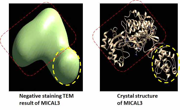 Mical3 구조의 심층 분석, TEM사진과 crystal structure의 비교