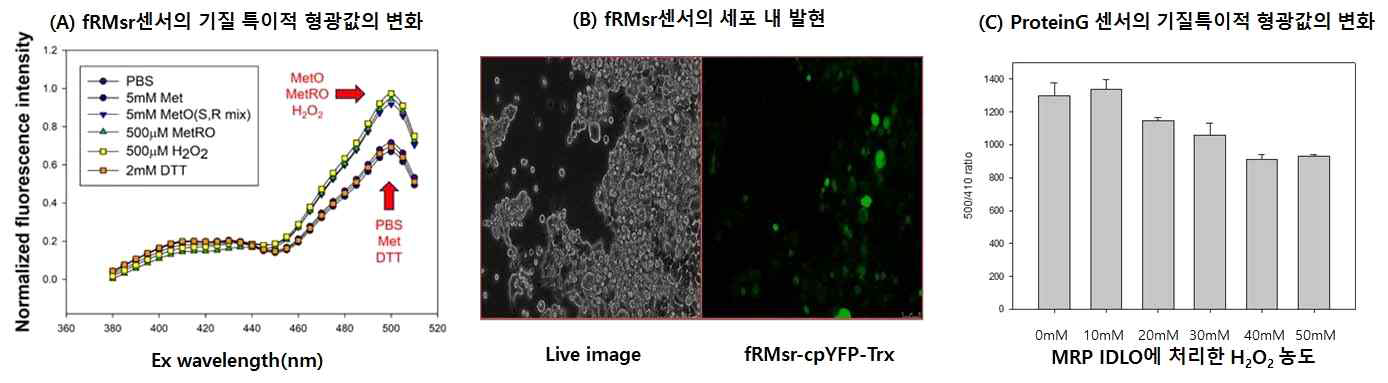 Redox biosensor의 작동여부확인 (A)fRMsr-cpYFP-Trx redox sensor의 기질특이적 형광특성의 변화와 (B) HEK293FT cell에서 발현. (C)MsrB-cpYFP-Trx3-proteinG redox sensor의 기질 특이적 형광값의 변화