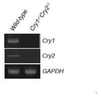 Cry 1/2 mRNA 수준