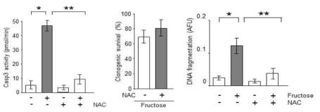 Fructose와 NAC 조건에 따른 Caspase-3 activity