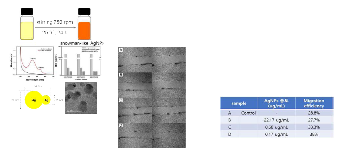 Scratching assay on NIH3T3 (mouse fibroblast cell line) for wound healing activity. after 0 hour (left) and after 24 hours (right)