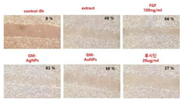in vitro wound healing activity of control, extract, FGF, GM-AgNPs, GM-AuNPs, 후시딘