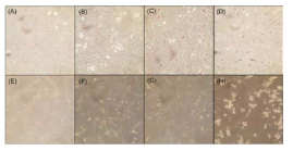 Morphological changes of A549 cells (A, B, C and D) and NIH3T3 cells (E, F, G and H) under light microscopy at the magnification of ×200. A549 cells were treated with (A) vehicles, (B) the extract, (C) GM-AuNPs and (D) GM-AgNPs. NIH3T3 cells were treated with (E) vehicles, (F) the extract, (G) GM-AuNPs and (H) GM-AgNPs. The cells were treated with three samples (i.e. extract, GM-AuNPs and GM-AgNPs) whose concentrations were 37.5 μg/mL (based on the extract concentration)