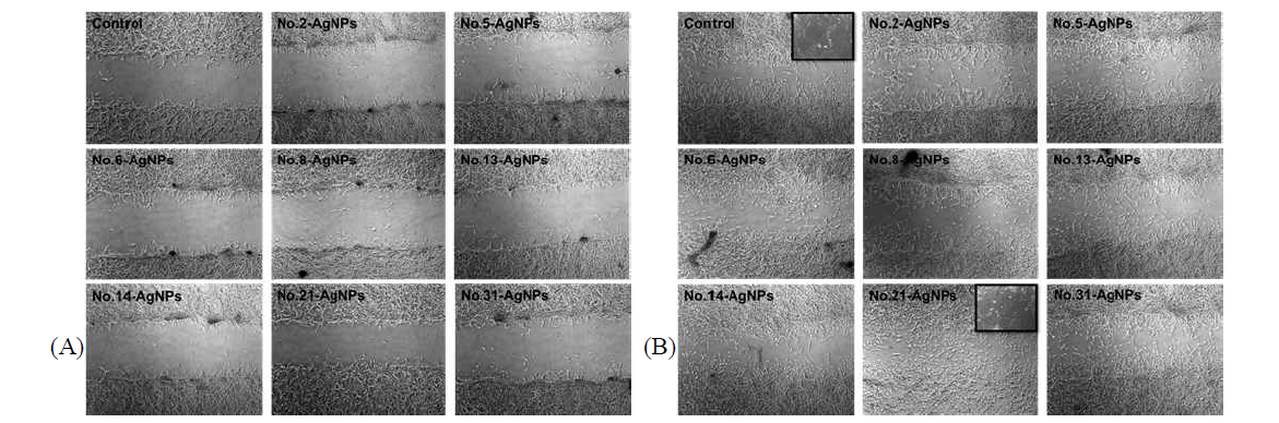 Wound healing activity of the AgNPs green-synthesized with the selected eight extracts