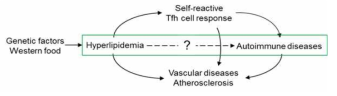 고지혈 환경에서 심혈관 질환과 자가면역 질환과의 연관성