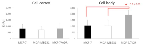 The cell elastic moduli determined from the above f-d curves. It was confirmed that MCF-7/ADR cells were mechanically much stiffer than MCF-7 and MDA-MB231 cells. However, cell cortex showed no significant difference in the three cell lines