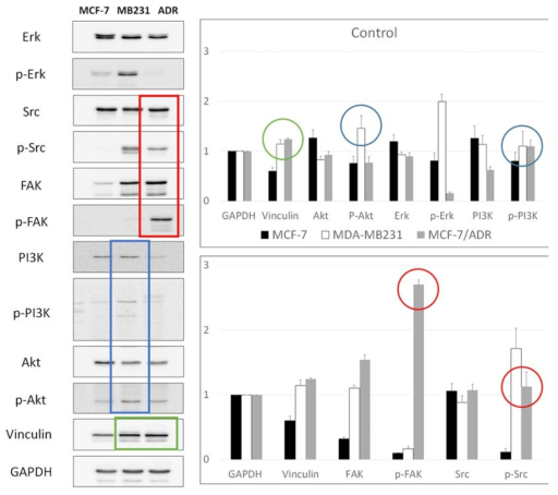 Western blot analysis was performed to investigate the correlation between the FA molecules and the PI3K-Akt and FAK-Src signaling pathways